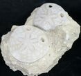 Beautiful Fossil Sand Dollars - France #8821-1